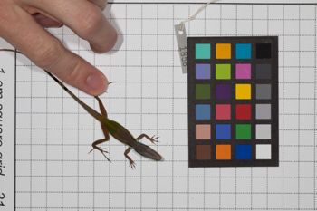 Media type: image;   Herpetology R-189493